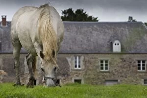 Images Dated 13th July 2012: Horse - Grey - eating