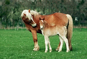 Ponies Gallery: HORSE - Haflinger mother and foal