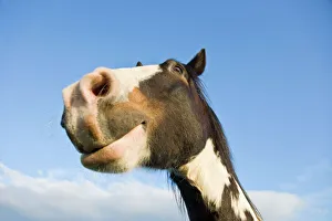 Horses Collection: Horse Head Derbyshire Peak District UK