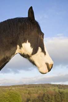 Images Dated 19th April 2007: Horse - Head with peak district scenery in background