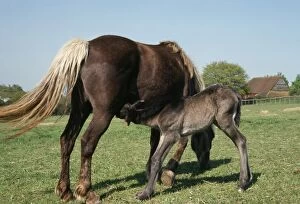 Horse - Highland mare & Foal