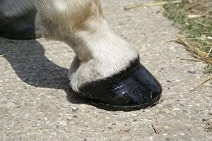 Images Dated 20th July 2006: Horse. Hoof + Pastorn
