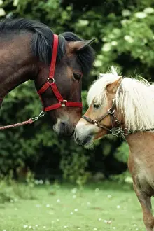 Horse JD 6287 Ponies touching noses © John Daniels / ardea. com