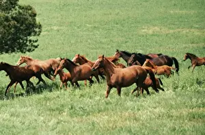 Thoroughbred Prints: Horse JPF 5694 Thoroughbred stud farm N