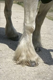 Horse legs. Feathers