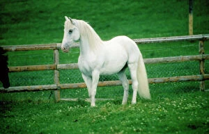 Horse Collection: Horse - Lipizzaner