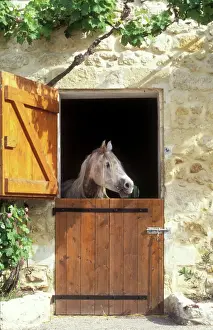 Horse Prints: Horse - looking over stable door