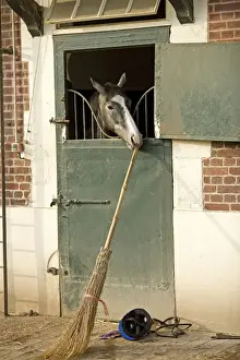 Doors Prints: Horse - looking over stable door & biting on broom handle