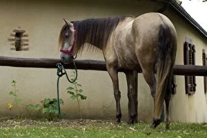 Images Dated 19th July 2012: Horse - Lusitano