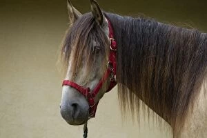 Images Dated 19th July 2012: Horse - Lusitano - close-up of head