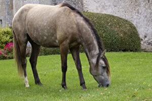 Images Dated 19th July 2012: Horse - Lusitano - eating