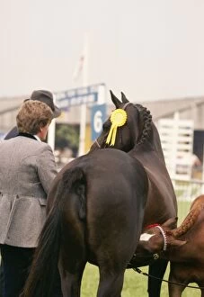 Horse - mare and foal at show