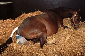 Chestnut horse in stable