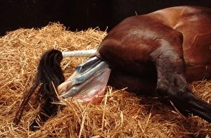 Images Dated 15th June 2007: Horse - mare giving birth to foal