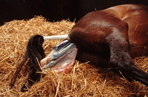Chestnut horse in stable