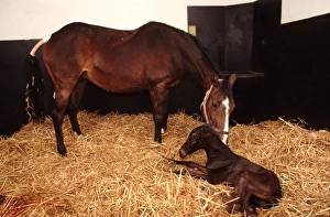 Chestnut horse in stable