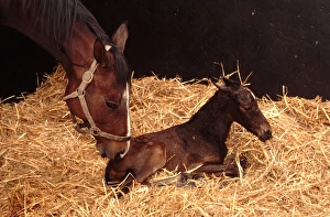 Chestnut horse in stable