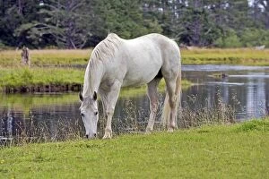 Images Dated 29th August 2007: Horse - Missouri Foxtrotter grazing at meadow near river