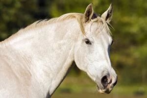 Horse - Missouri Foxtrotter, mare portrait closeup