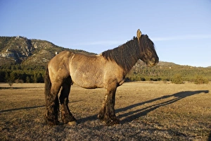 Images Dated 21st December 2005: Horse - Mulassier du Poitou. France. Rare, they were used to breed mules