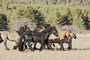 Images Dated 21st December 2005: Horse - Mulassier du Poitou. France. Rare, they were used to breed mules