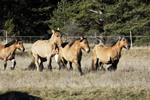 Images Dated 21st December 2005: Horse - Mulassier du Poitou. France. Rare they were used to breed mules