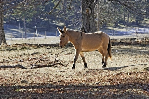 Images Dated 21st December 2005: Horse - Mulassier du Poitou. France. Rare they were used to breed mules