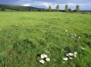 Rings Prints: Horse Mushroom Fungi - growing in rings Auvergne, France
