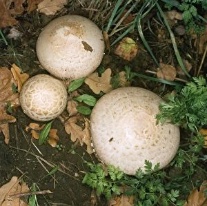 Horse Mushroom Fungus