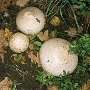Fungus Prints: Horse Mushroom Fungus