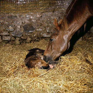 Images Dated 17th May 2006: Horse - new born thoroughbred foal