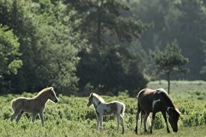 Images Dated 4th November 2010: HORSE - New Forest ponies grazing
