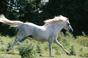 Images Dated 4th November 2010: HORSE - New Forest Pony
