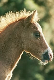 Horses Gallery: HORSE - New Forest pony. Foal