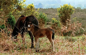 Horse - New Forest Pony & Foal, and gorse