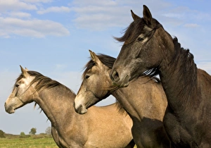 Horses Collection: Horse - three outside