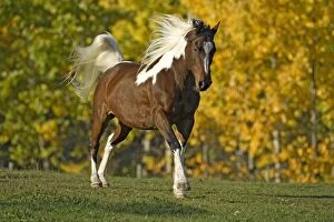 Horse - Paint Gelding cantering on meadow