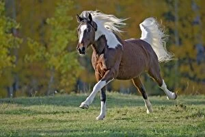 Caballus Gallery: Horse - Paint Gelding galloping on meadow with
