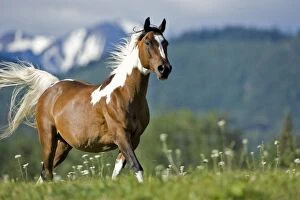 Horse - Paint Gelding trotting on meadow
