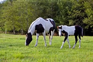 Horse - Paint Mare and Foal grazing together in meadow