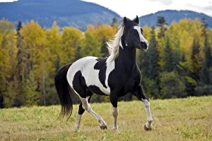 Horse - Paint Stallion running, portrait