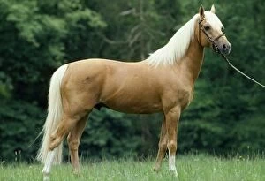Horses Collection: Horse - Palomino Pony in field