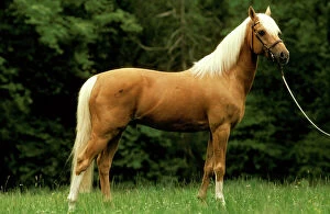 Horse Collection: Horse - Palomino pony on rein JPF18125