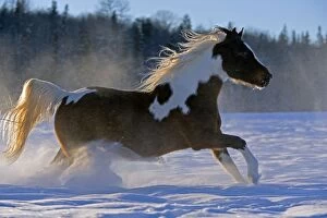 Horse - Pinto Gelding galloping on meadow in fresh snow