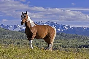 Images Dated 22nd June 2008: Horse - Pinto Gelding standing on subalpine meadow