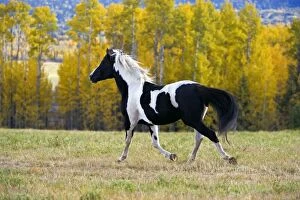 Horse - Pinto Stallion running free in meadow