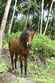 Horse, Puamua, Hiva Oa, Marquesas, French