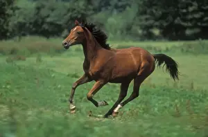 Arabs Prints: Horse - Pure Blood Arab, galloping