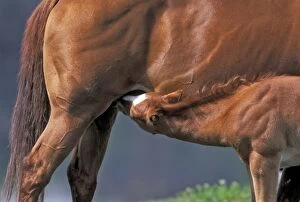 Horse - Quarterhorse Foal drinking, closeup