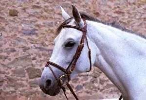 Horse - with rein